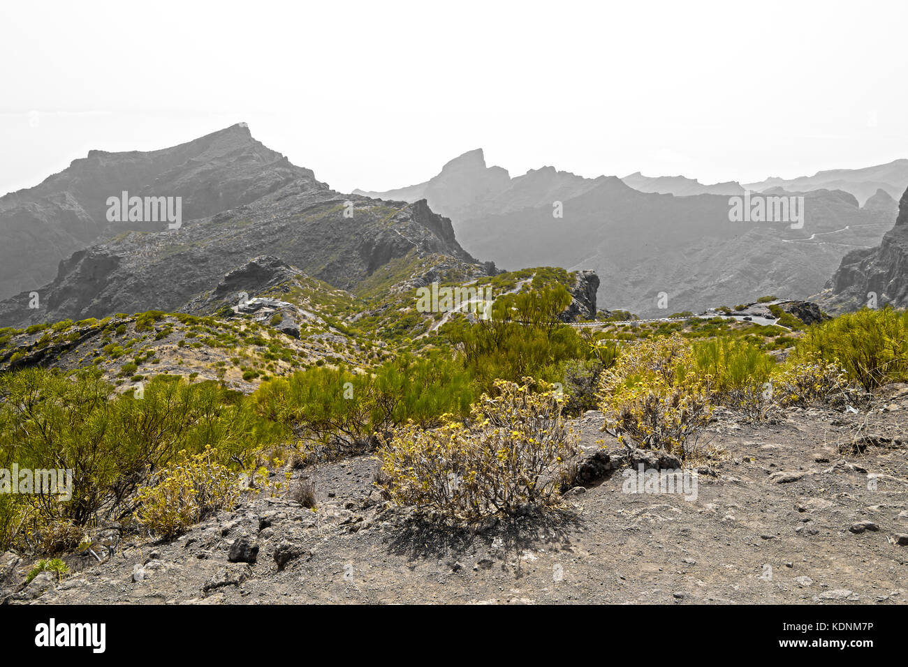 Typische Vegetation der Agave und Wüste Kaktus, in den Bergen von Teneriffa, Kanarische Inseln, Spanien Stockfoto
