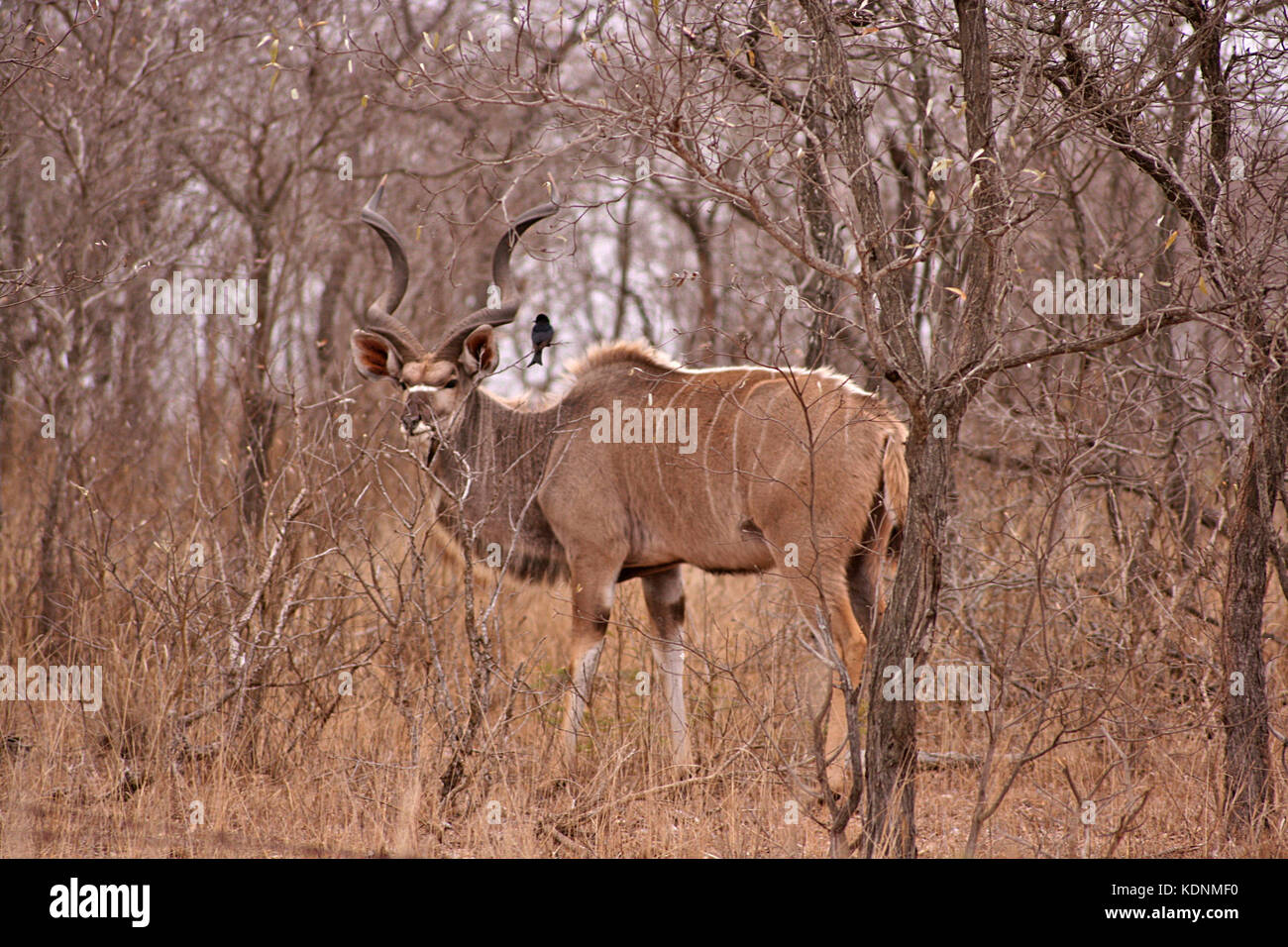 Männliche Kudu Antilope im Krüger National Park, Südafrika Stockfoto