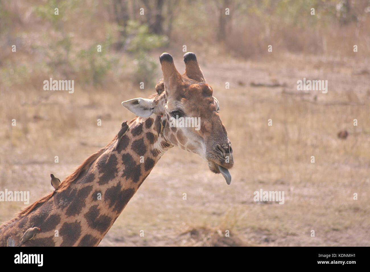 Giraffe mit seiner Zunge heraus, in der Nähe von Tshokwane im Krüger National Park, Südafrika Stockfoto