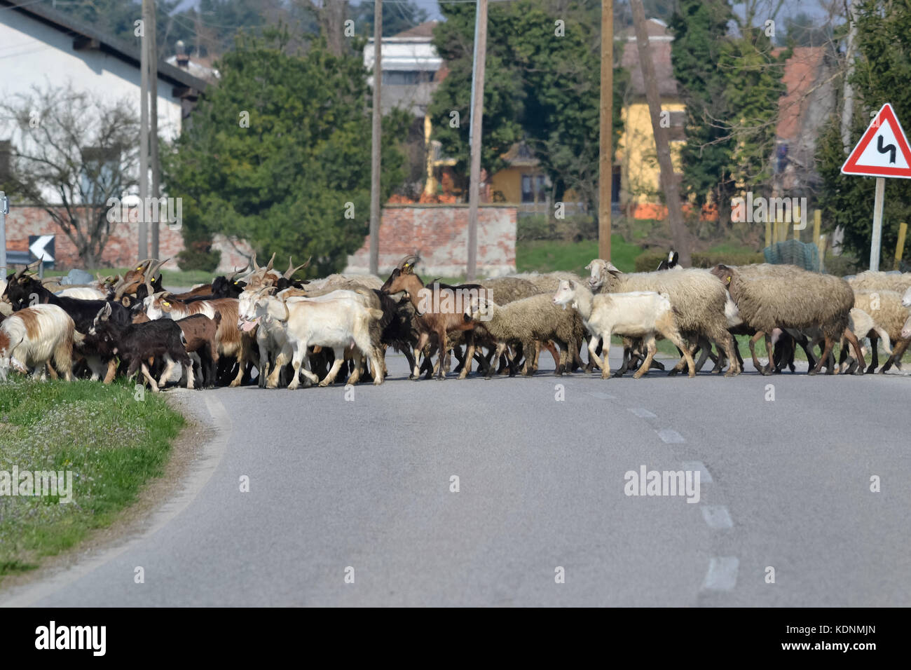 Ziegenherde überqueren die Straße, zwischen den Pfadden des Po-Tals, Piemont, Italien Stockfoto