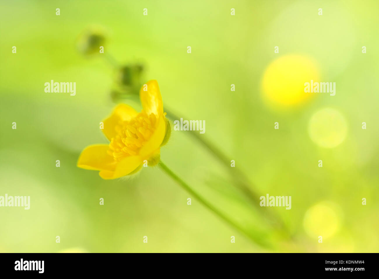 Gelbe zarte Blüten mit unscharfen Hintergrund Stockfoto