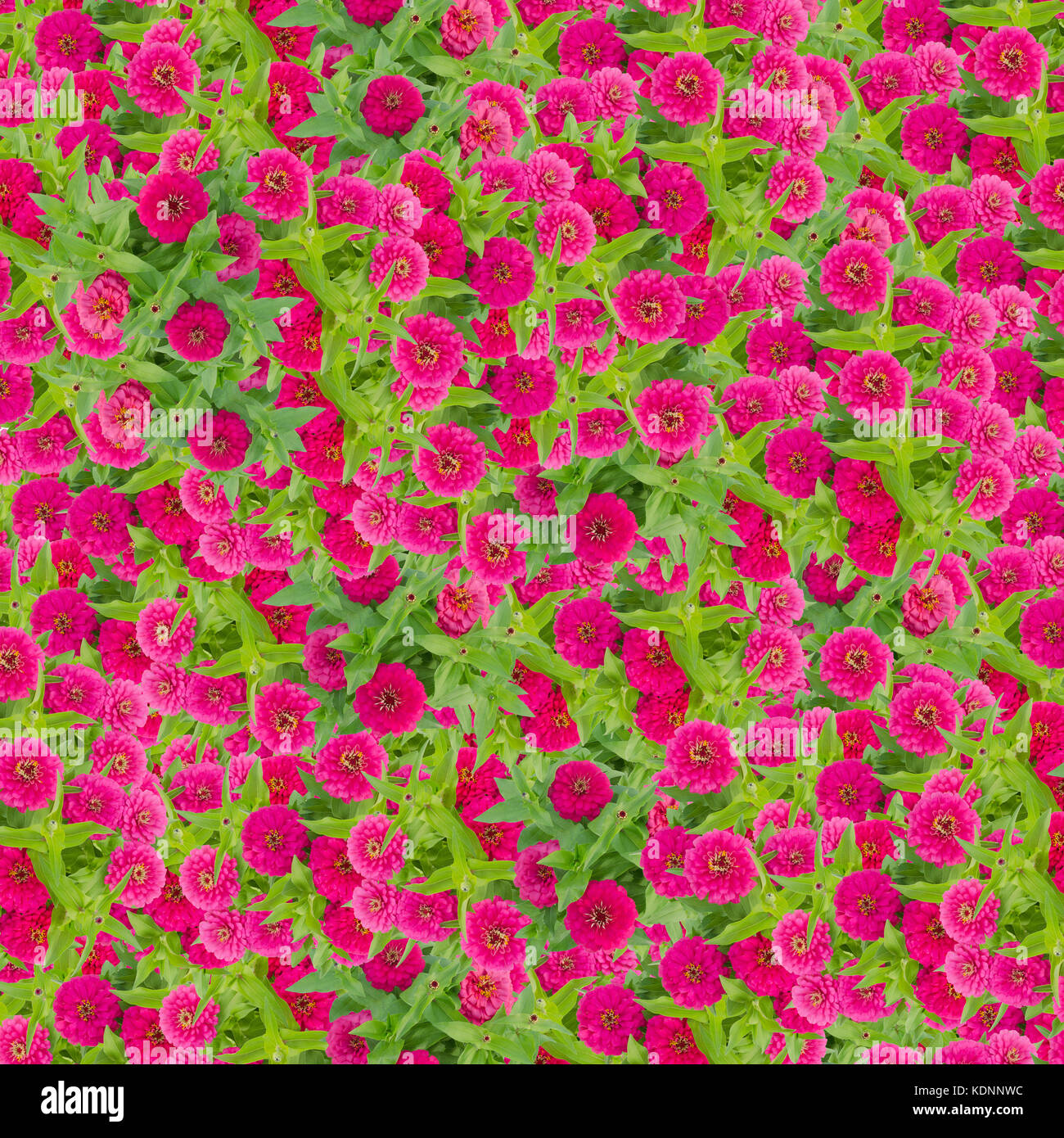 Zinnien flower background, rosa Blume blühen mit Blatt Stockfoto