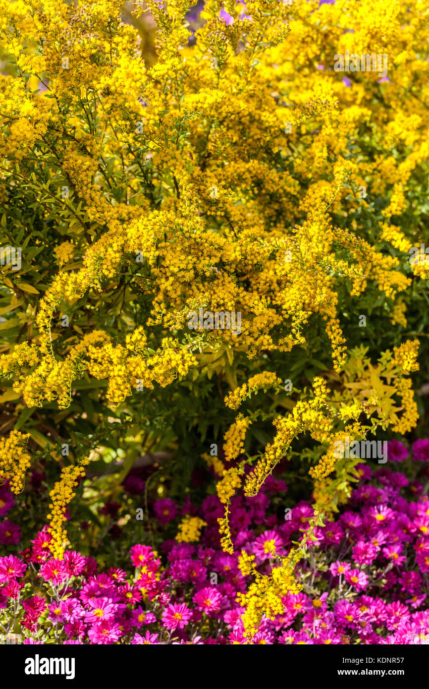 Goldrute, Gelbe Solidago virgaurea oder Solidago canadensis, Purple Chrysanthemum herbstkuss oktobergarten Stockfoto