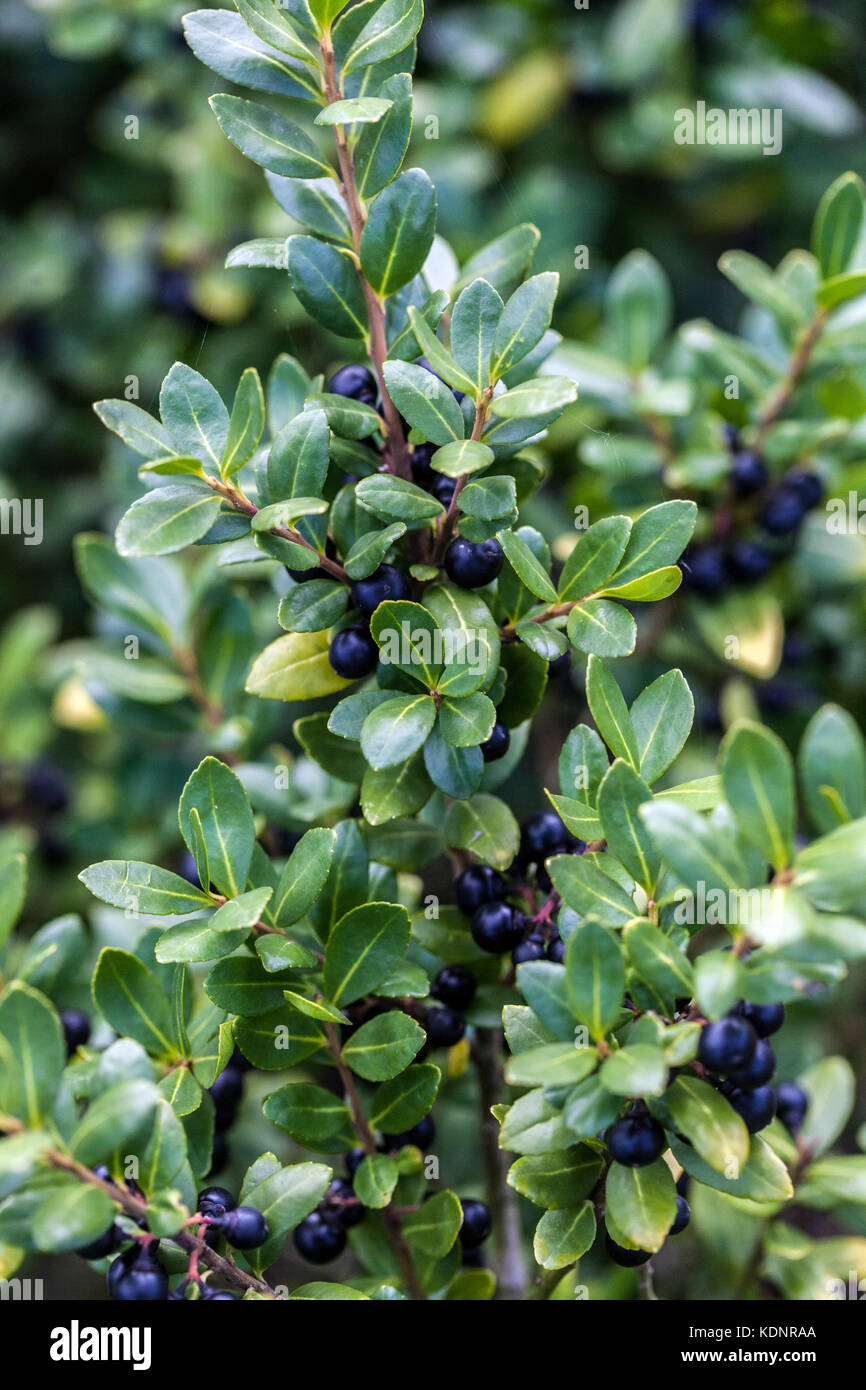 Japanische Holly, Ilex crenata latifolia, Beeren im Herbst Stockfoto