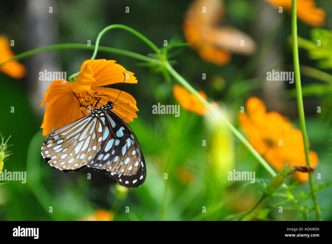 Wunderschöne Schmetterlinge Fütterung auf ziemlich orange Blumen in einem Nationalpark in der zentralen bergigen Hochland von Kandy in Sri Lanka. Atemberaubend. Stockfoto