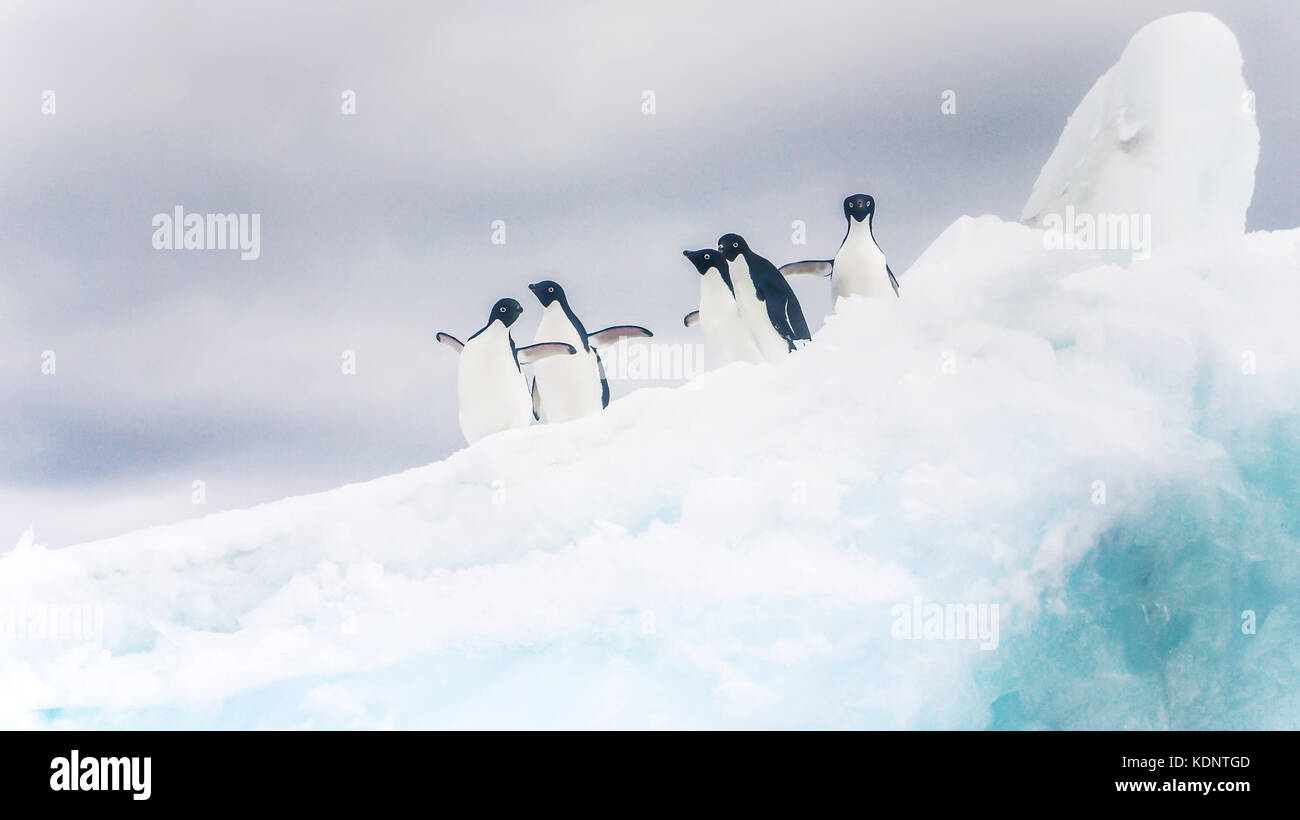 Fünf Adelie Pinguine suchen spielerisch auf einem Eisberg in der Antarktis. Stockfoto