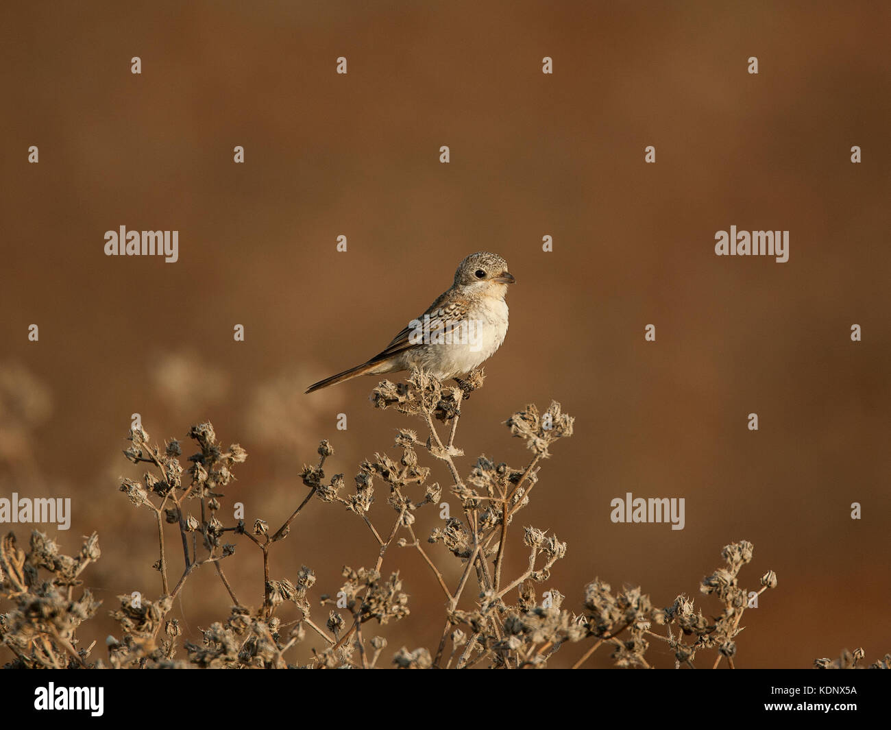 Juvenile rotkopfwürger shrike lanius Senator Stockfoto