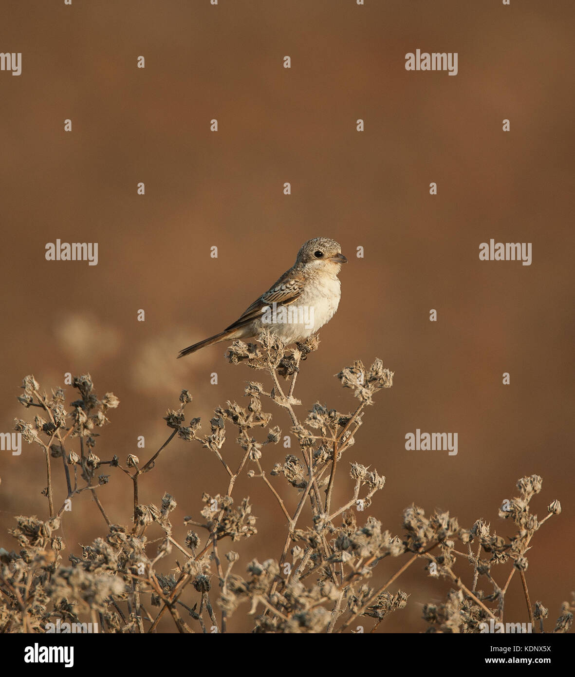 Juvenile rotkopfwürger shrike lanius Senator Stockfoto