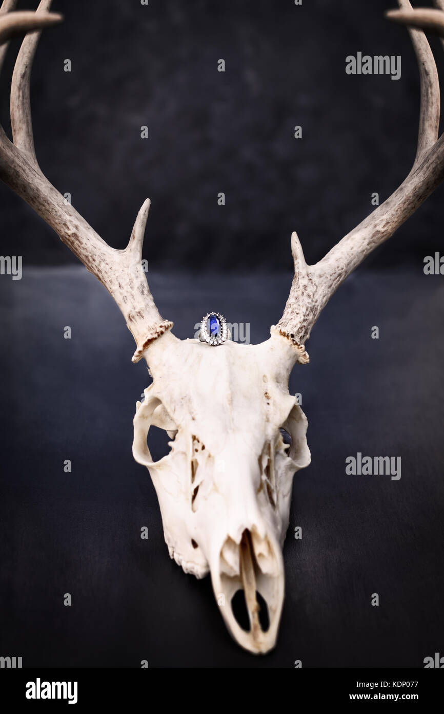 Saphir und Diamant Ring über ein Reh skull mit Geweih/ Stockfoto
