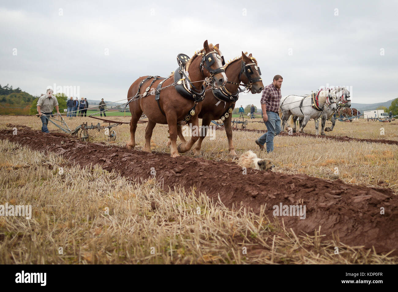Schwere Pferde arbeiten auf den Feldern während der 67. British National Pflügen Championships & Country Festival in Bishop's Lydeard, in der Nähe von Taunton, Somerset. Stockfoto