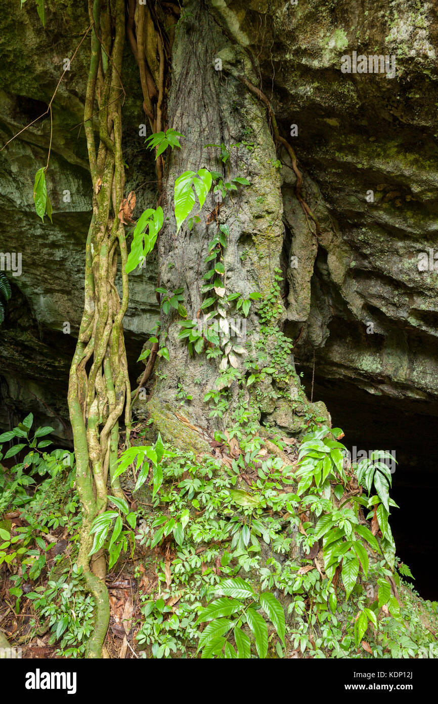 Kleine Höhle im Regenwald Stockfoto