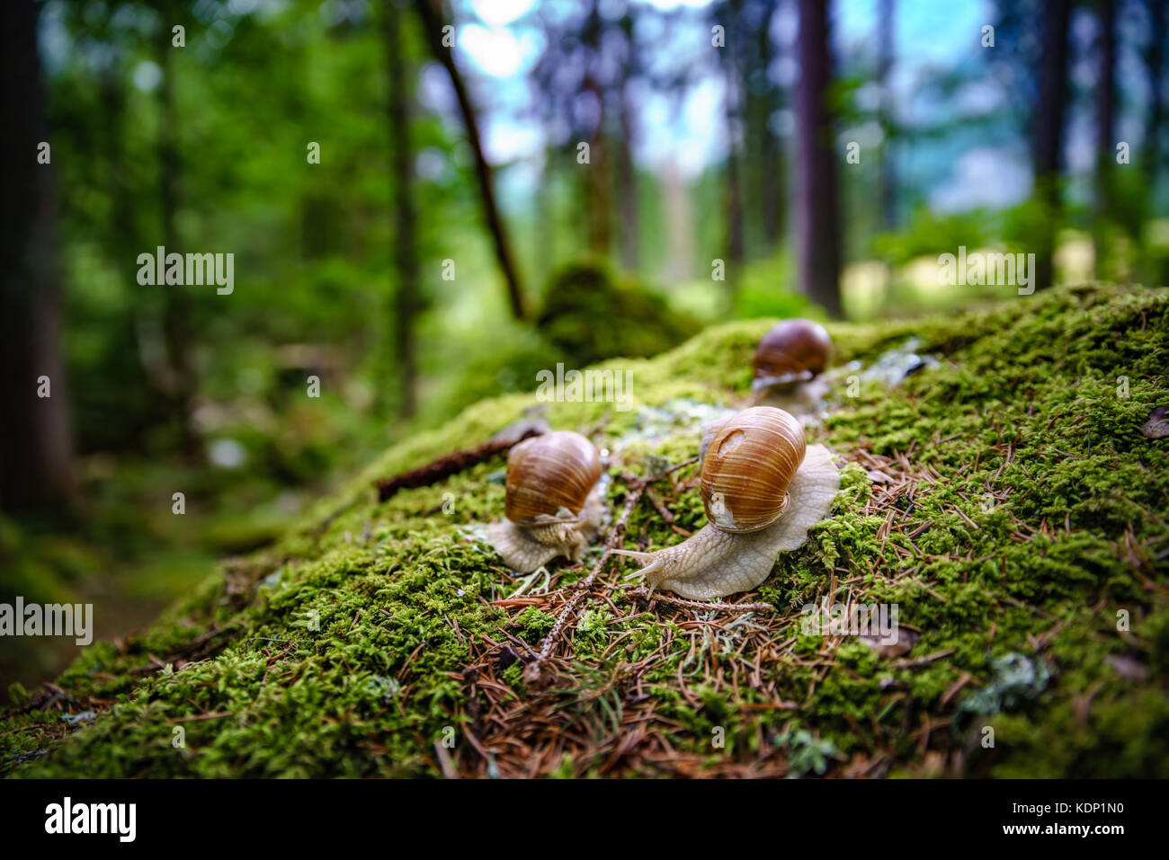 Helix pomatia auch römische Schnecke, Weinbergschnecken, weinbergschnecke oder Escargot, ist eine Pflanzenart aus der Gattung der Großen, Essbar, Atemluft- land Schnecke, eine terrestrische Pulmo Stockfoto