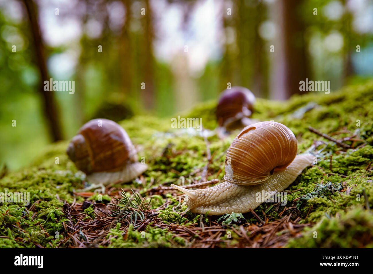 Helix pomatia auch römische Schnecke, Weinbergschnecken, weinbergschnecke oder Escargot, ist eine Pflanzenart aus der Gattung der Großen, Essbar, Atemluft- land Schnecke, eine terrestrische Pulmo Stockfoto
