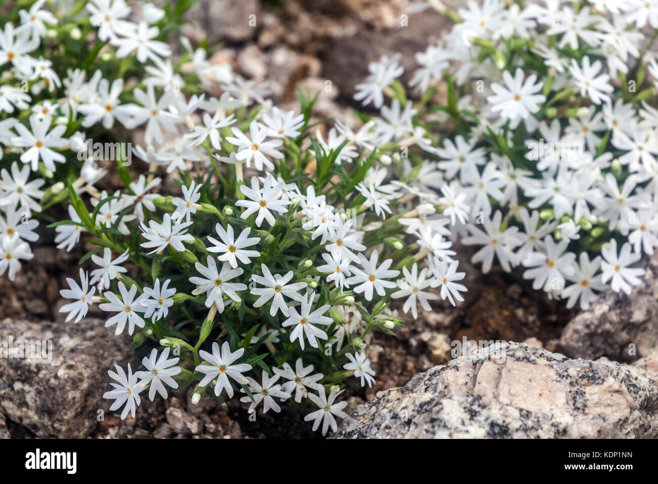 Phlox „Schneeflocke“ zum Steingarten Weiße Blumen Boden bedecken Pflanzen alpinen Pflanzen Felsstein Stockfoto