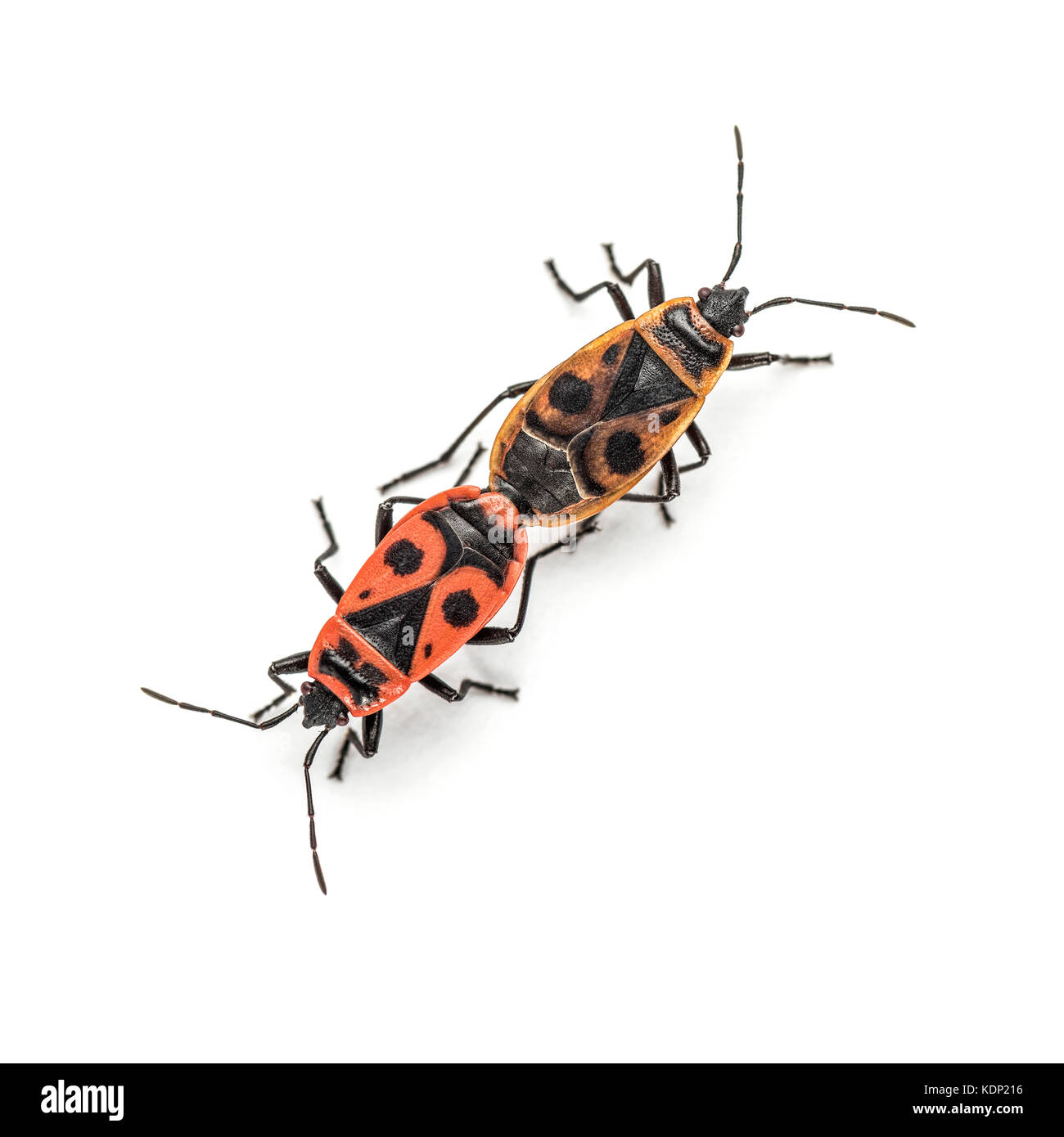 Firebug, pyrrhocoris apterus Stockfoto