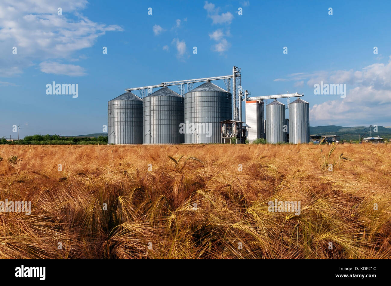 Bauernhof, Gerstenfeld mit Getreidesilos für die Landwirtschaft Stockfoto