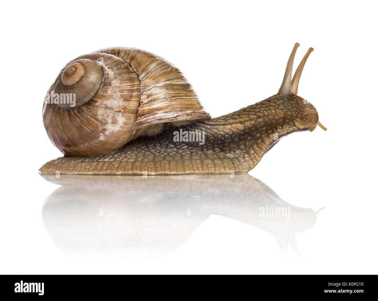 Crawling gemeinsame Schnecke, Weinbergschnecken oder Weinbergschnecke, isoliert Stockfoto