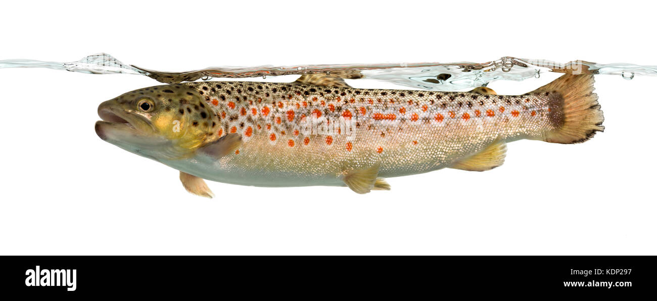 Forellen schwimmen unter Wasser, auf weissem isoliert Stockfoto