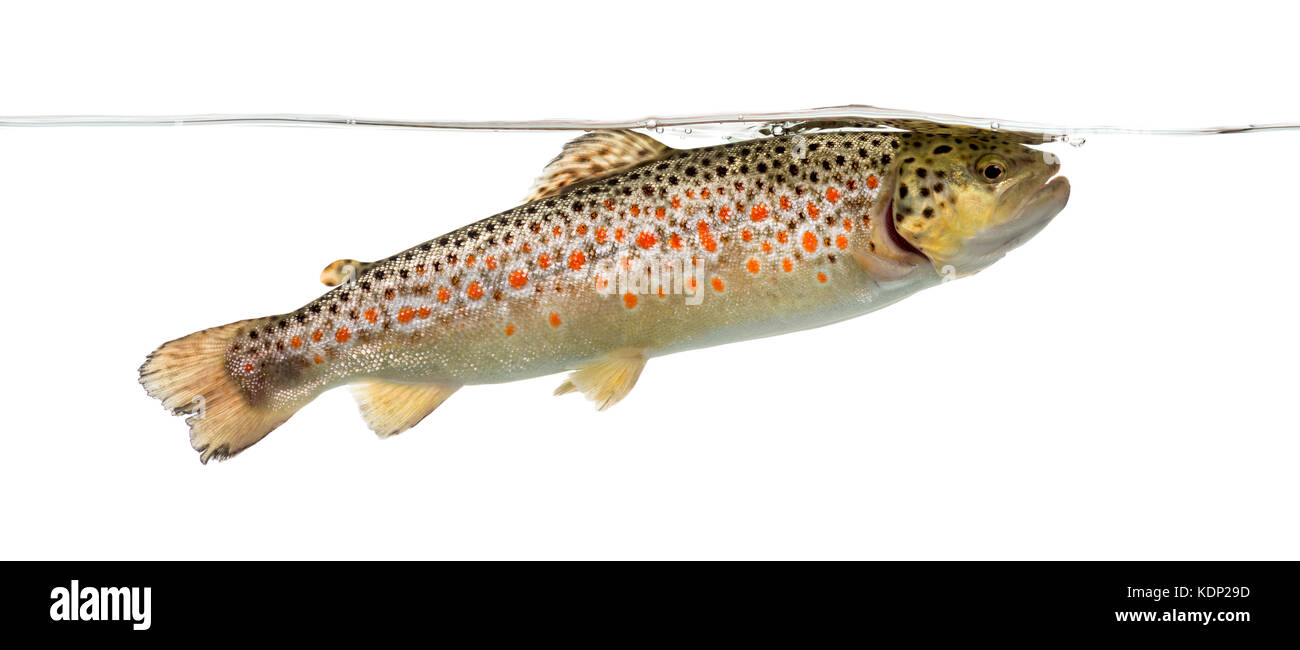 Forellen schwimmen unter Wasser, auf weissem isoliert Stockfoto