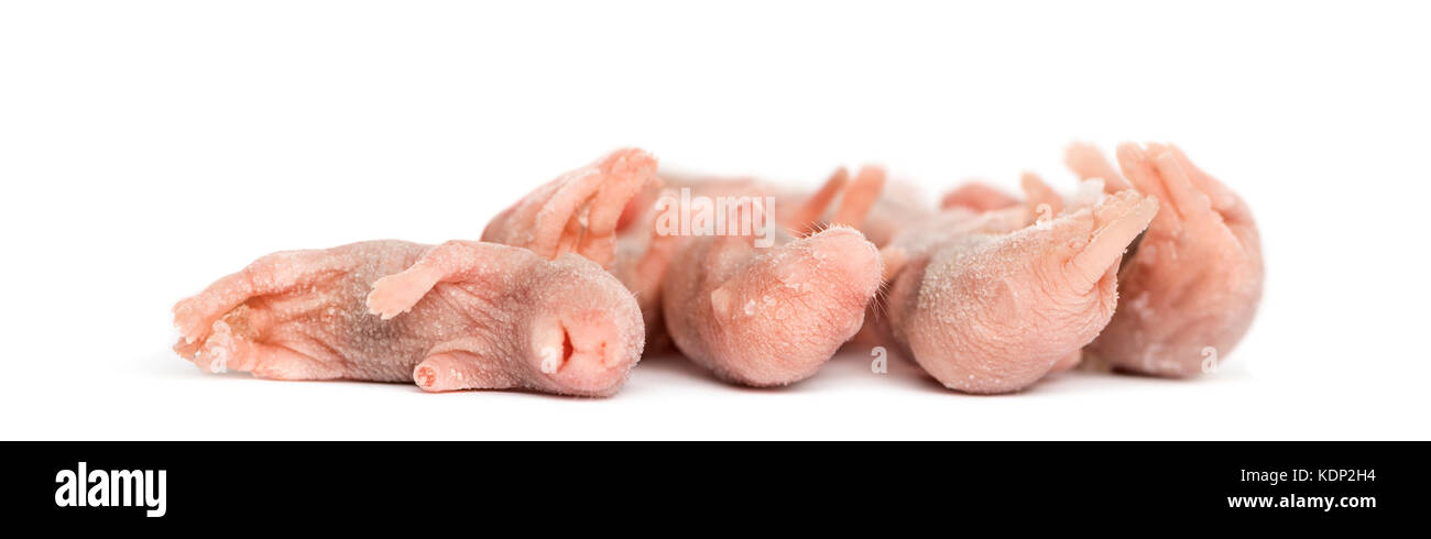 Toten babys Mäuse gefroren, auf weissem isoliert Stockfoto