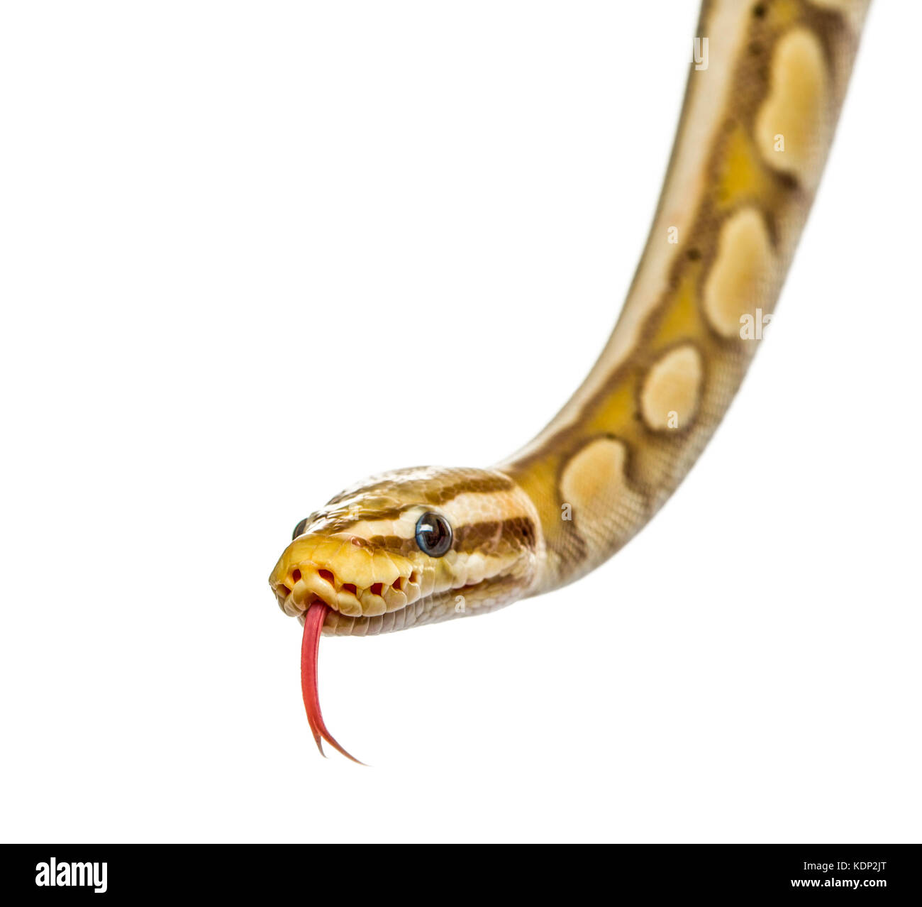 Nahaufnahme einer firefly Python, auf weissem isoliert Stockfoto