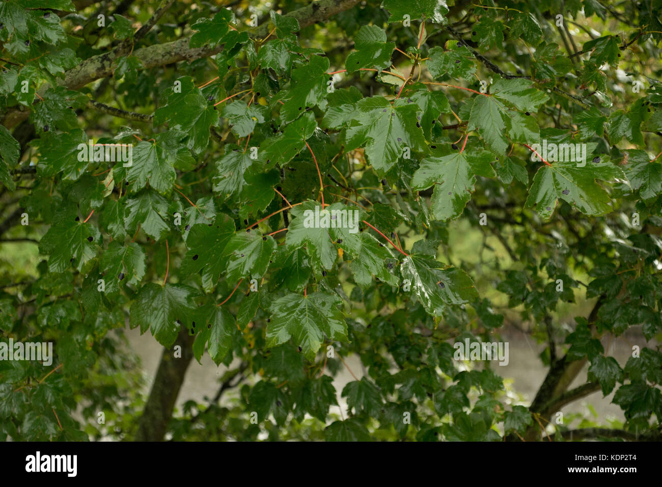 Nasse und regnerische Sycamore Leaf's mit Black Spot Virus auf Leaf's. Stockfoto