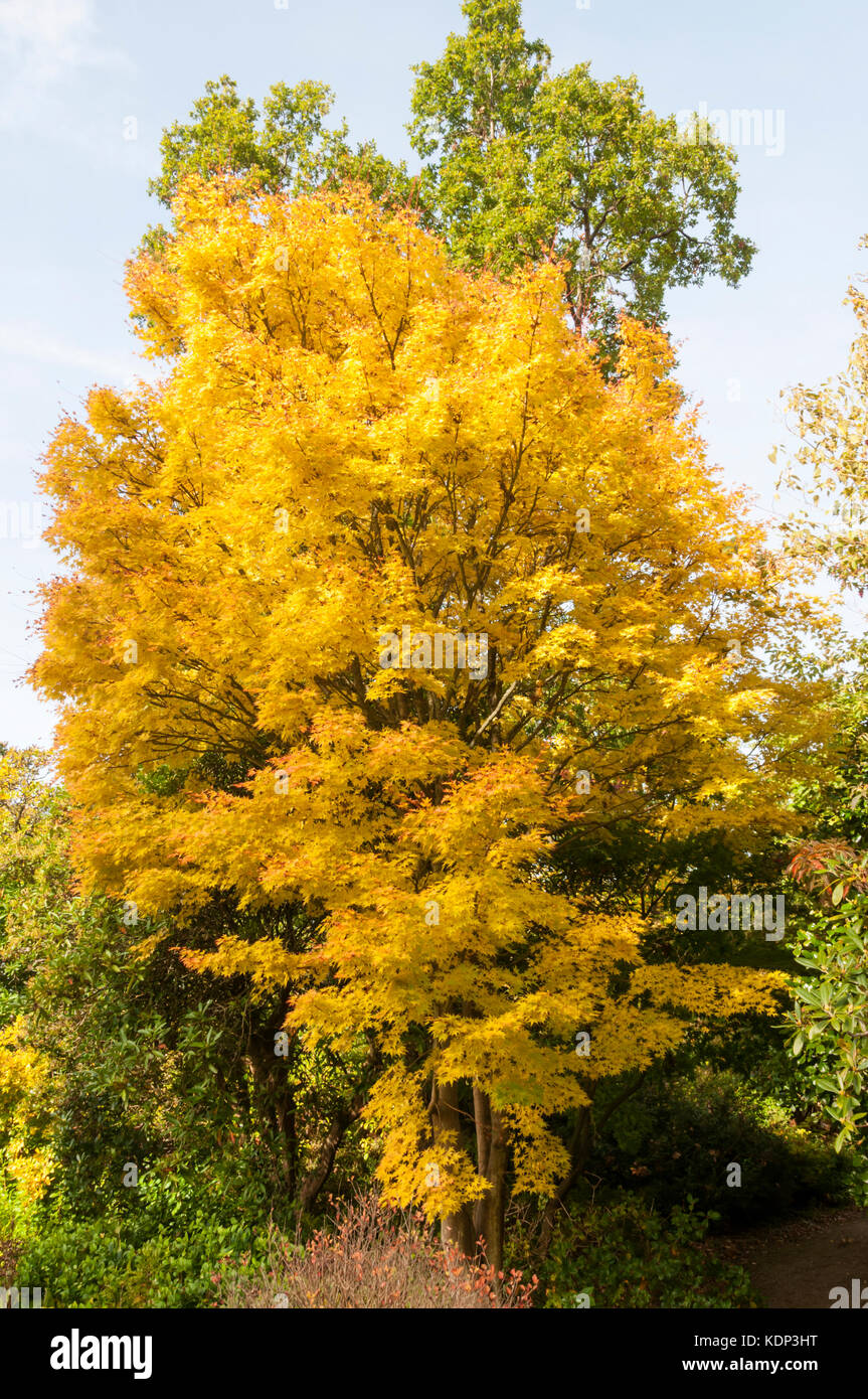 Acer palmatum der Ango-kaku' Stockfoto