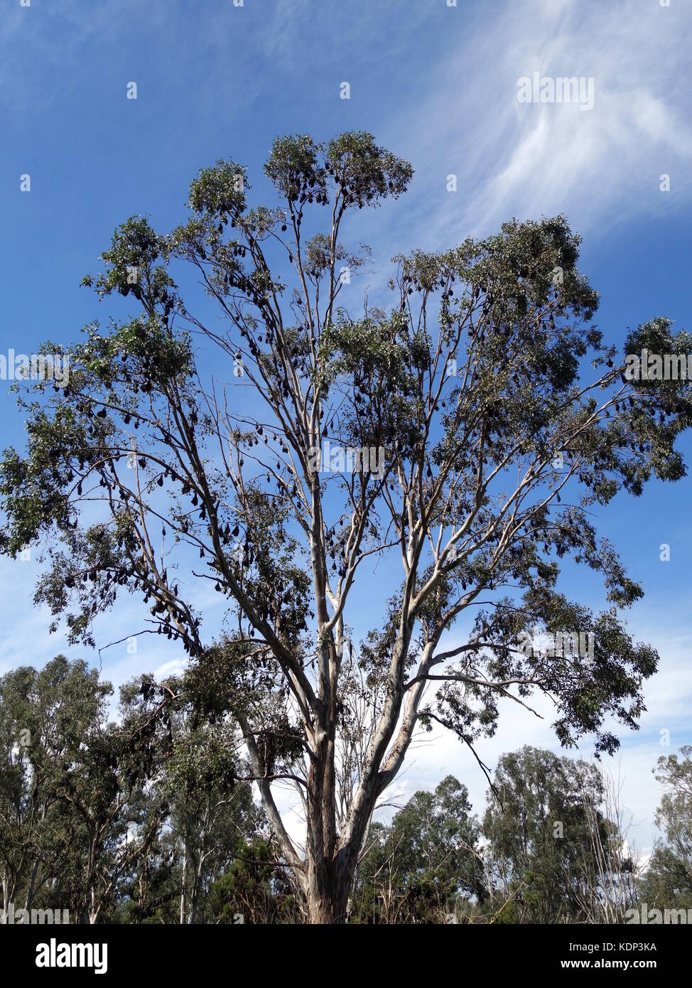 Ein Baum voller Früchte Fledermäuse am Straßenrand in Queensland, Australien Stockfoto