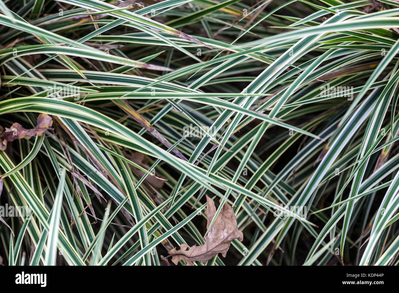 Carex morrowii ' Gilt ', dekoratives Gras, hinterlässt japanischen Sedge Carex japonica alias Carex fortunei Stockfoto