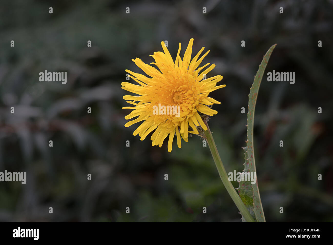 Eine einzelne gelbe Blume Leiter einer Katzen Ohr falsche Löwenzahn gegen einen dunklen Grün Natur Hintergrund Stockfoto