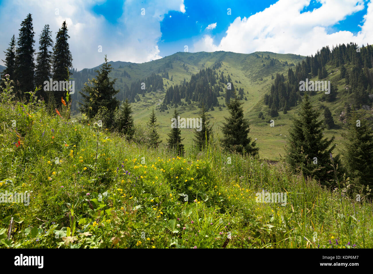 Fichte-Bergsommer Stockfoto