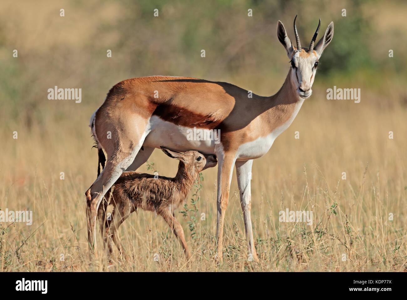 Springbock Antilope (Antidorcas Marsupialis) mit Neugeborenen Lamm, Südafrika Stockfoto