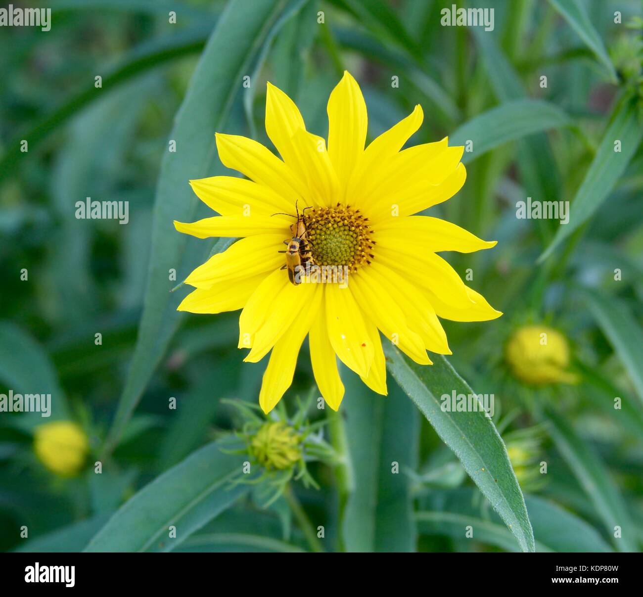 Das Ende des Sommers und die Farben des Herbstes beginnen sich zu zeigen. Stockfoto