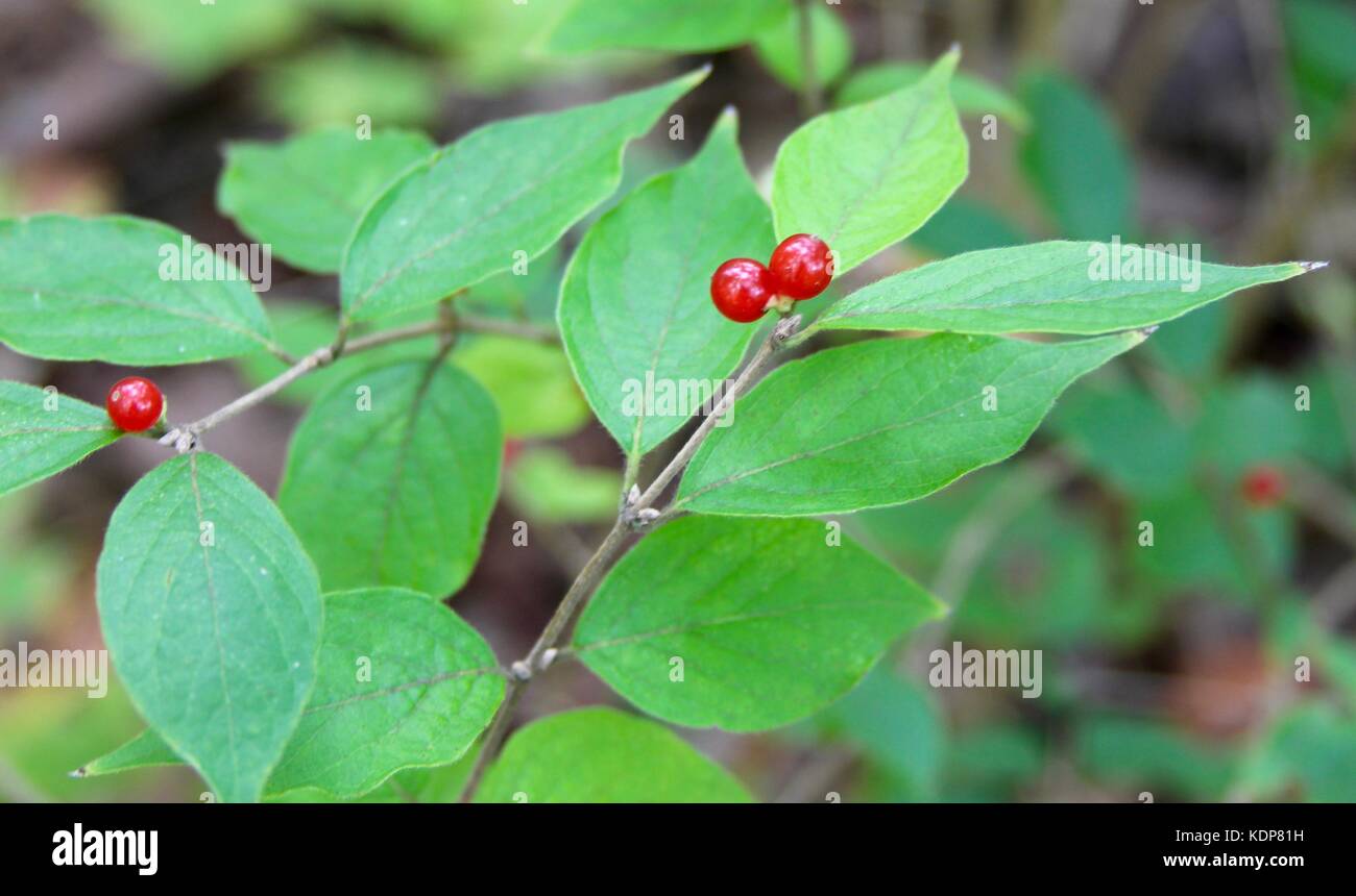 Das Ende des Sommers und die Farben des Herbstes beginnen sich zu zeigen. Stockfoto