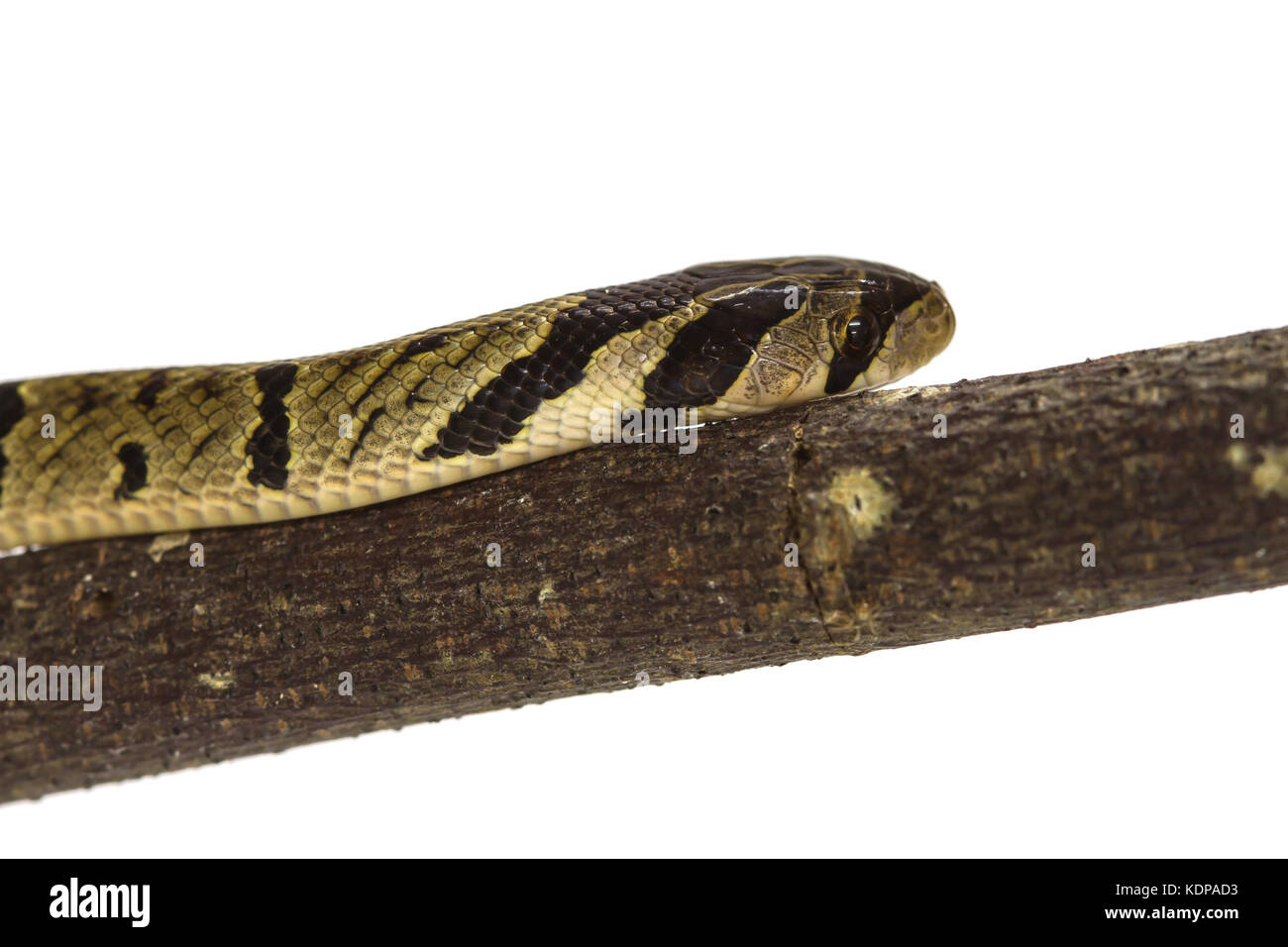 Gebänderte kukri Schlange (oligodon fasciolatus) auf einem Zweig auf weißem Hintergrund Stockfoto