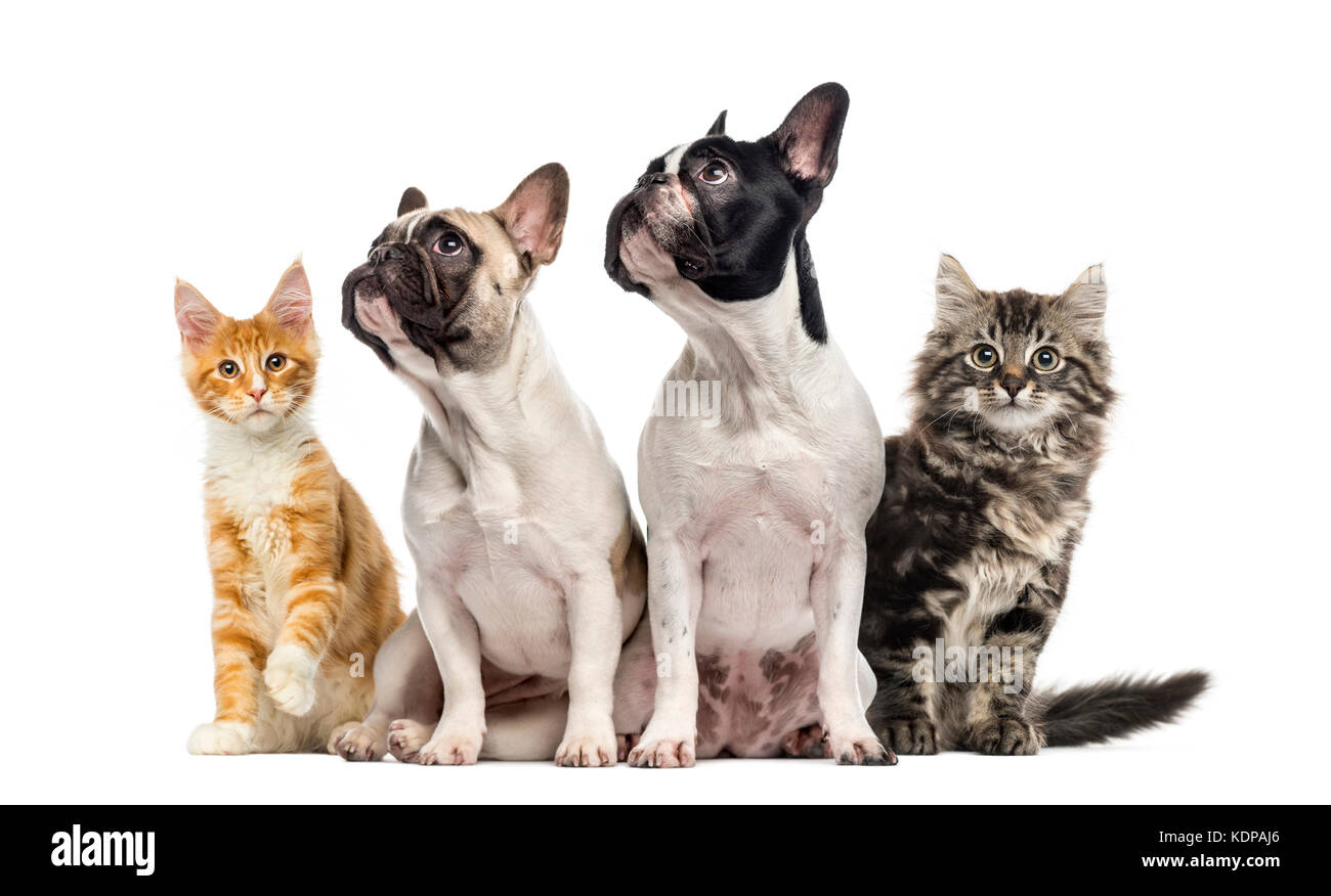 Gruppe von Katzen und Hunden sitzen, isoliert auf weißem Stockfoto