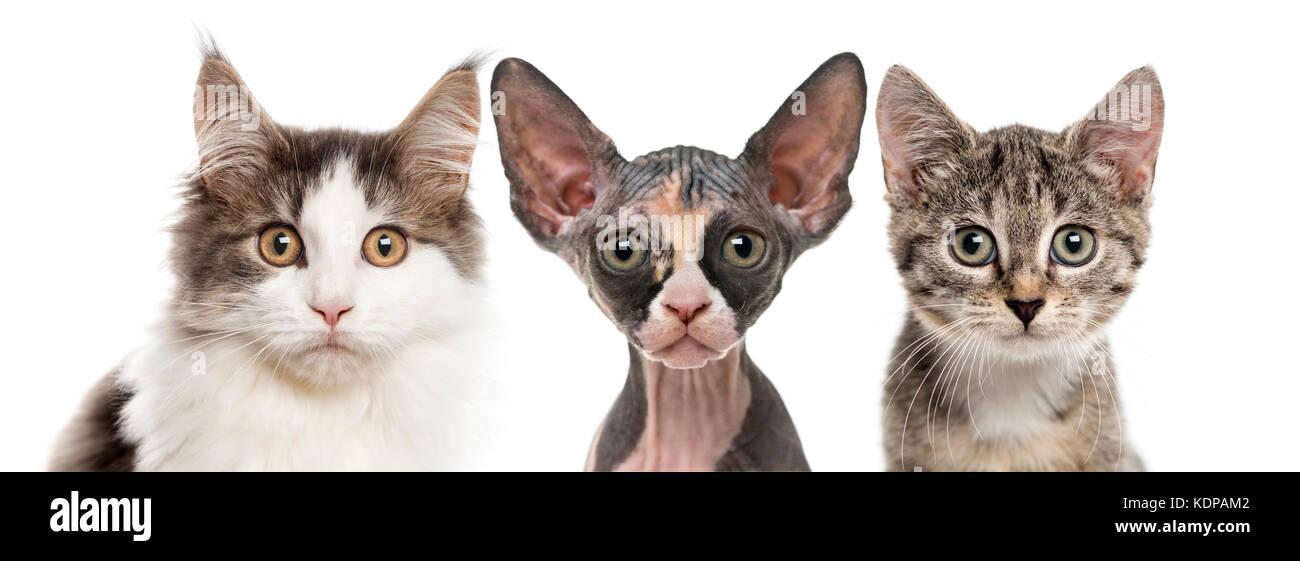 In der Nähe von drei Katzen in die Kamera schaut, weiss, isoliert Stockfoto