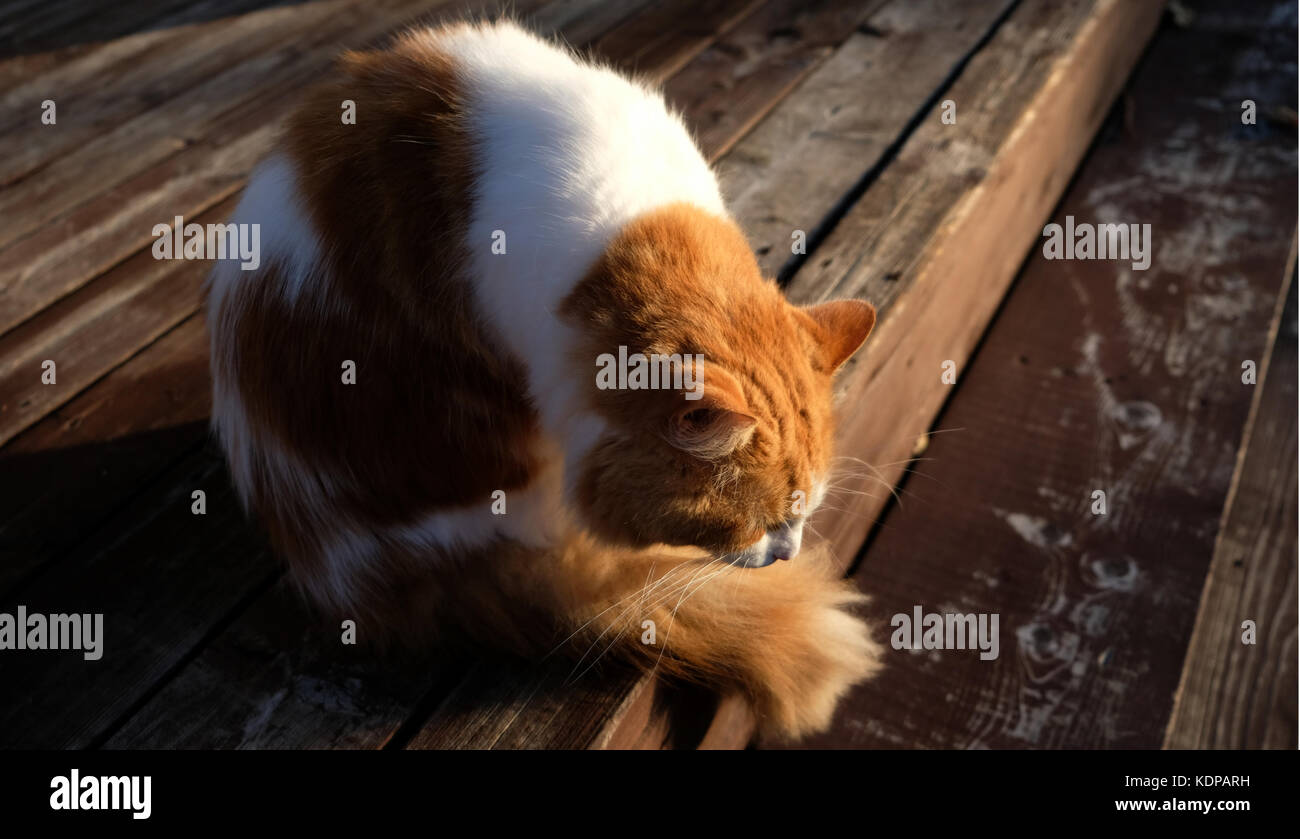 Jagd-Katze Stockfoto