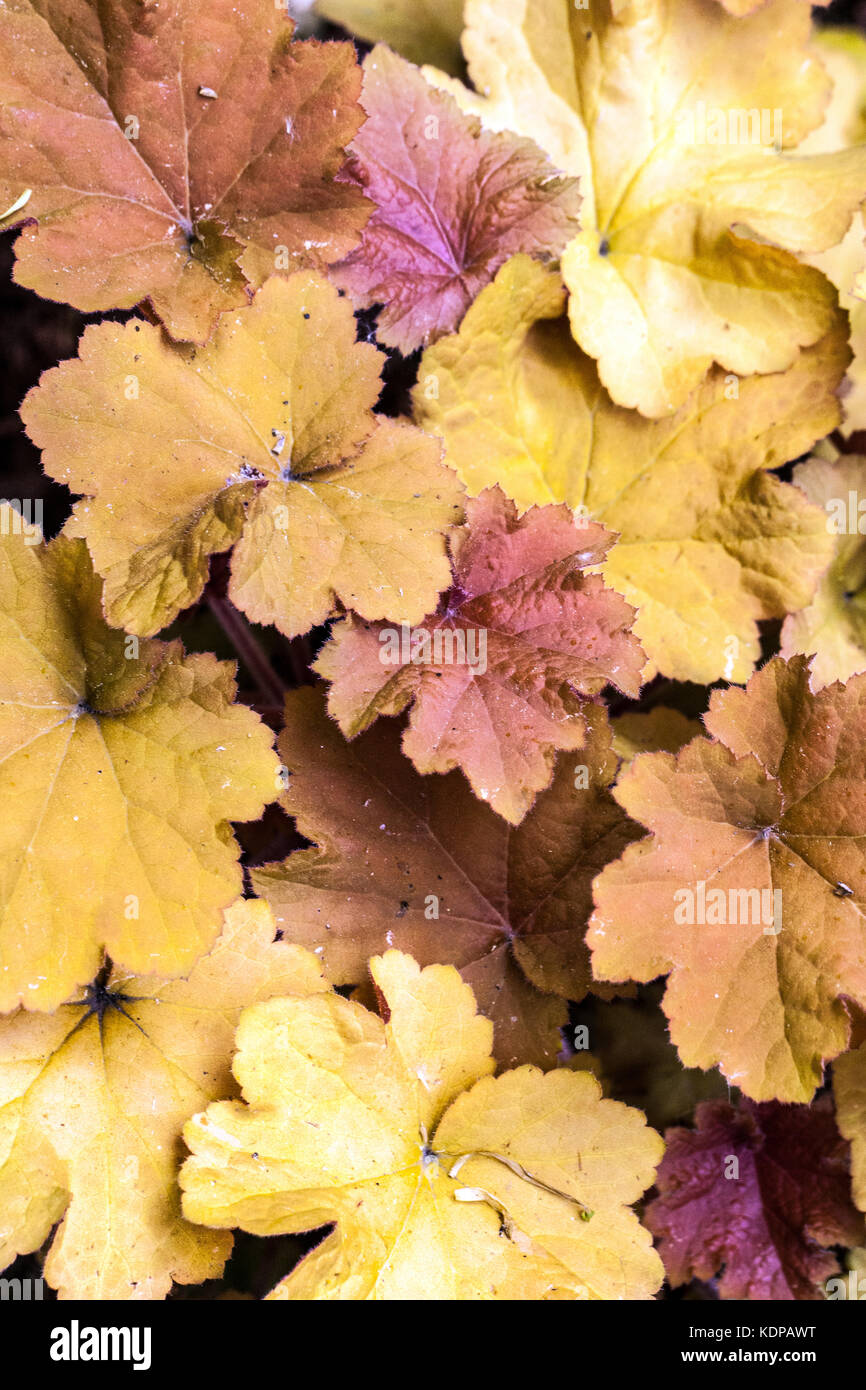 Orange Heuchera 'Mahagoni' Heuchera Blätter Stockfoto