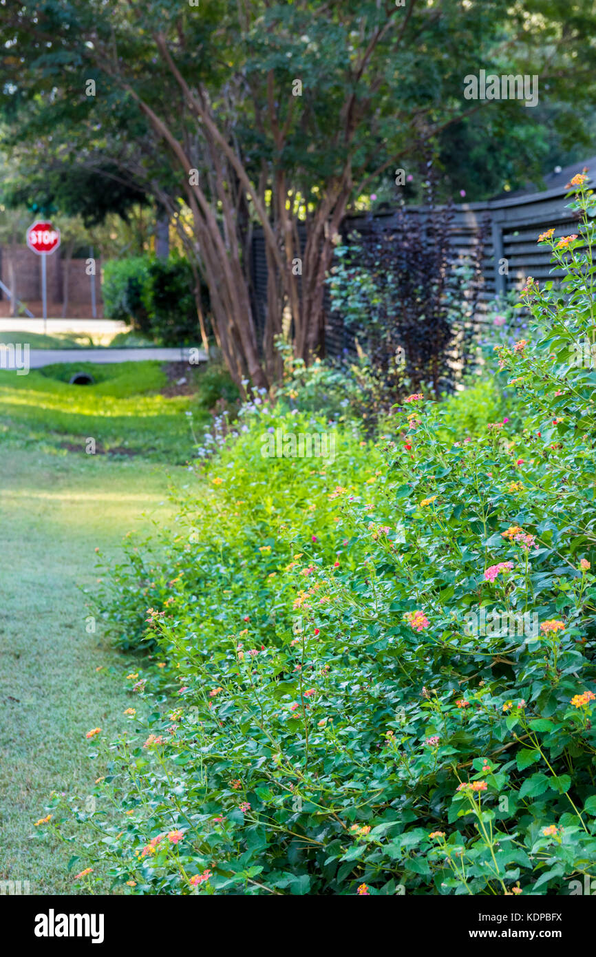 Wilde Blumen an einem Zaun in einer ruhigen südlichen Nachbarschaft Stockfoto