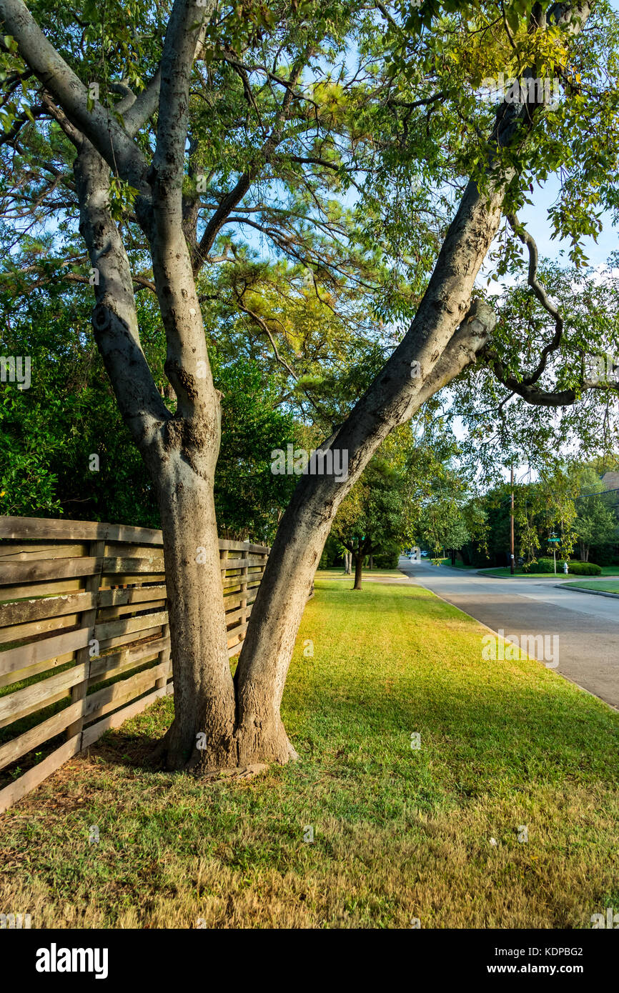 Baum und Zaun entlang Wohnstraße in einer ruhigen südlichen Nachbarschaft Stockfoto