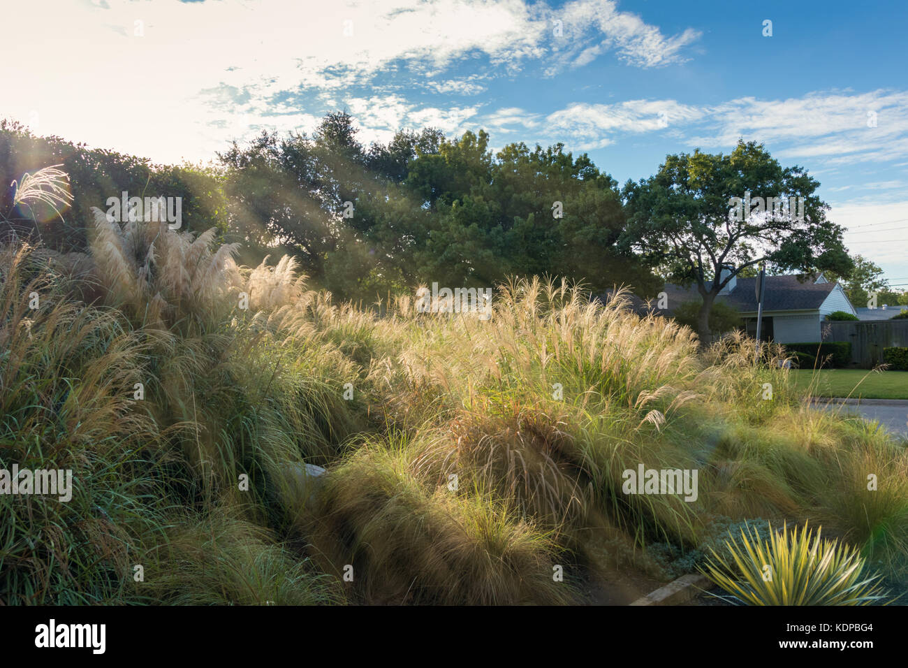 Sonnenlicht Streifen und blauer Himmel über einen Garten in einer ruhigen südlichen Nachbarschaft Stockfoto