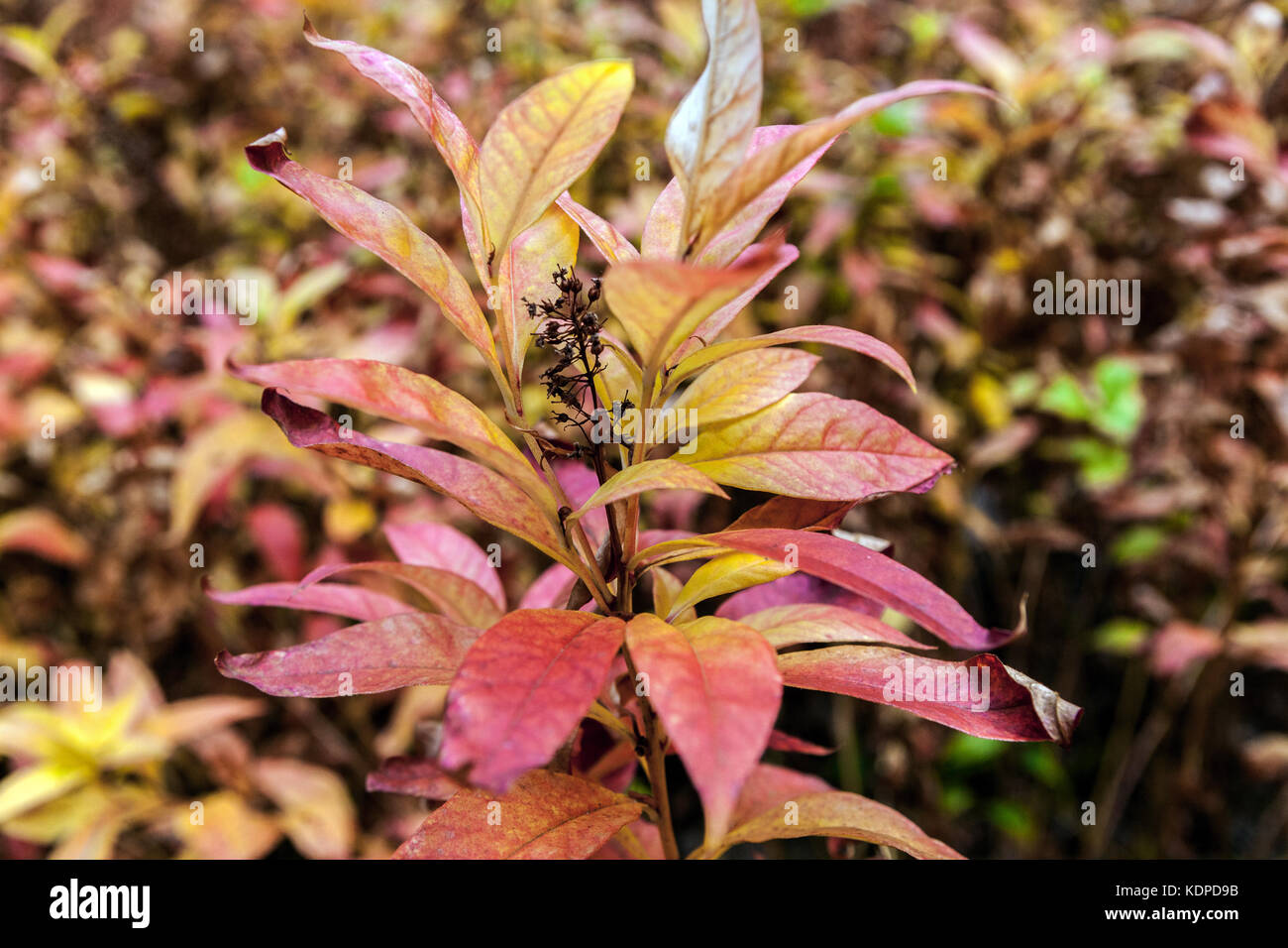 Lysimachia clethroides. Tropfende Stängel, Blätter und Samen, Herbst Farben Stockfoto