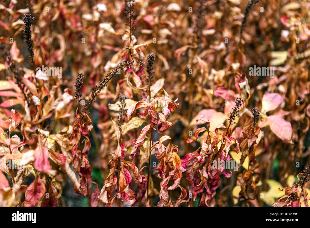 Lysimachia clethroides. Tropfende Stängel, Blätter und Samen, Herbst Farben Stockfoto