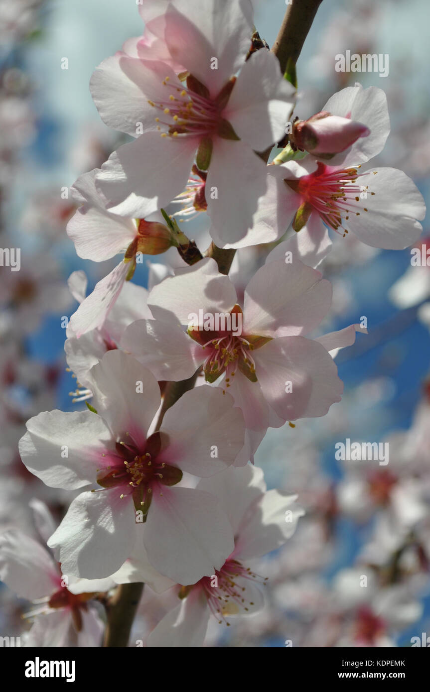 Mandelblüte, Prunus dulcis Stockfoto