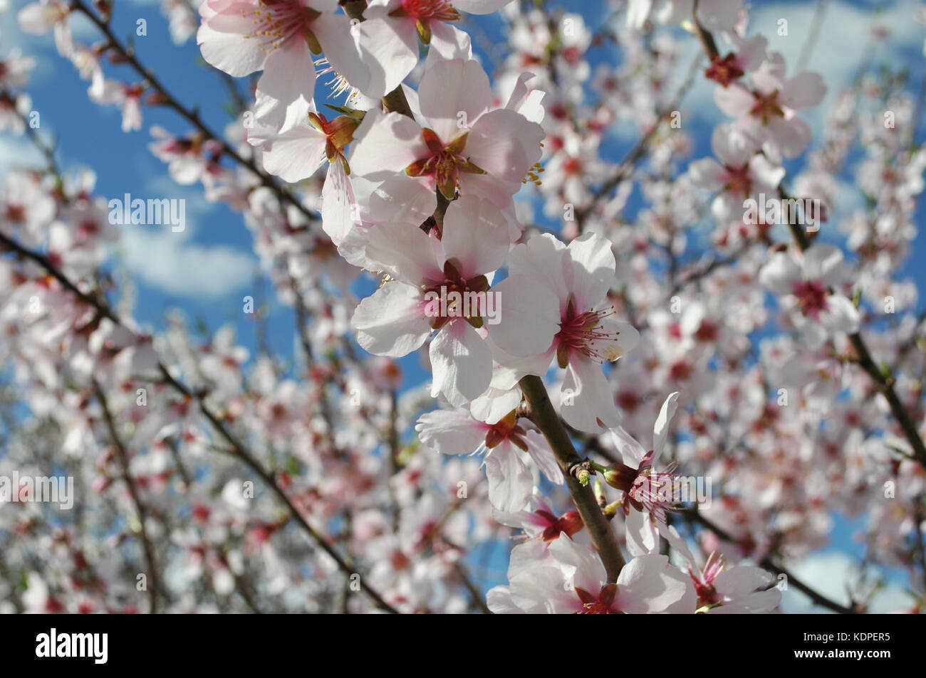 Mandelblüte, Prunus dulcis Stockfoto