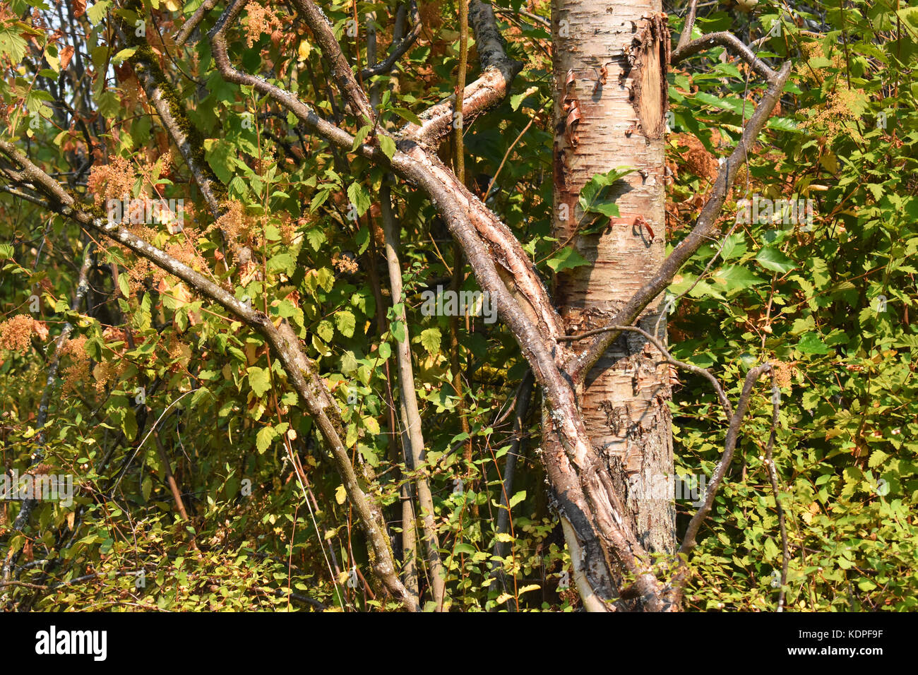 Schöne Bäume in einem verzauberten Wald mit üppigem Grün in Ferndale, Washington Stockfoto