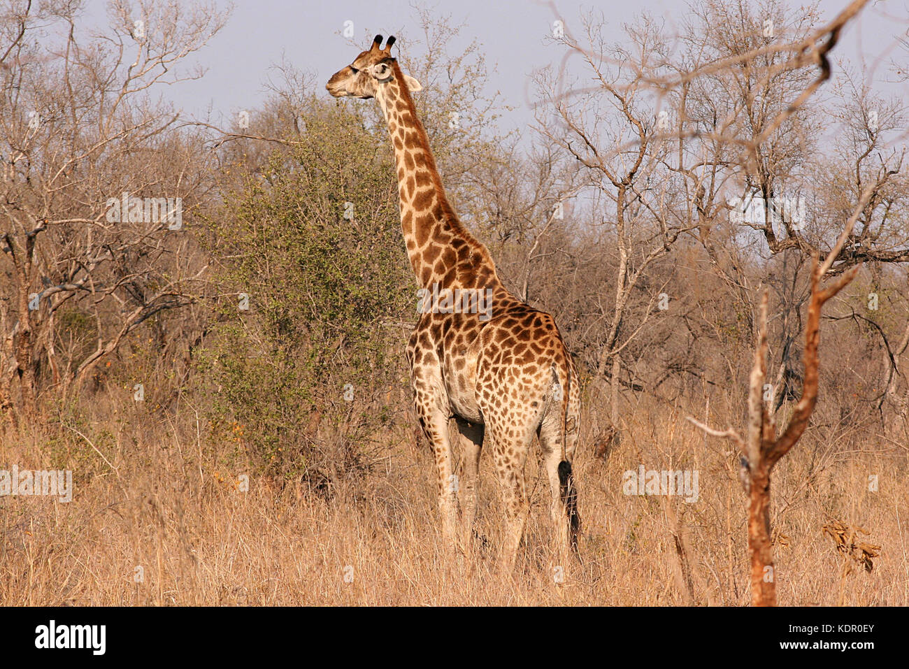 Giraffen im Krüger National Park, Südafrika Stockfoto