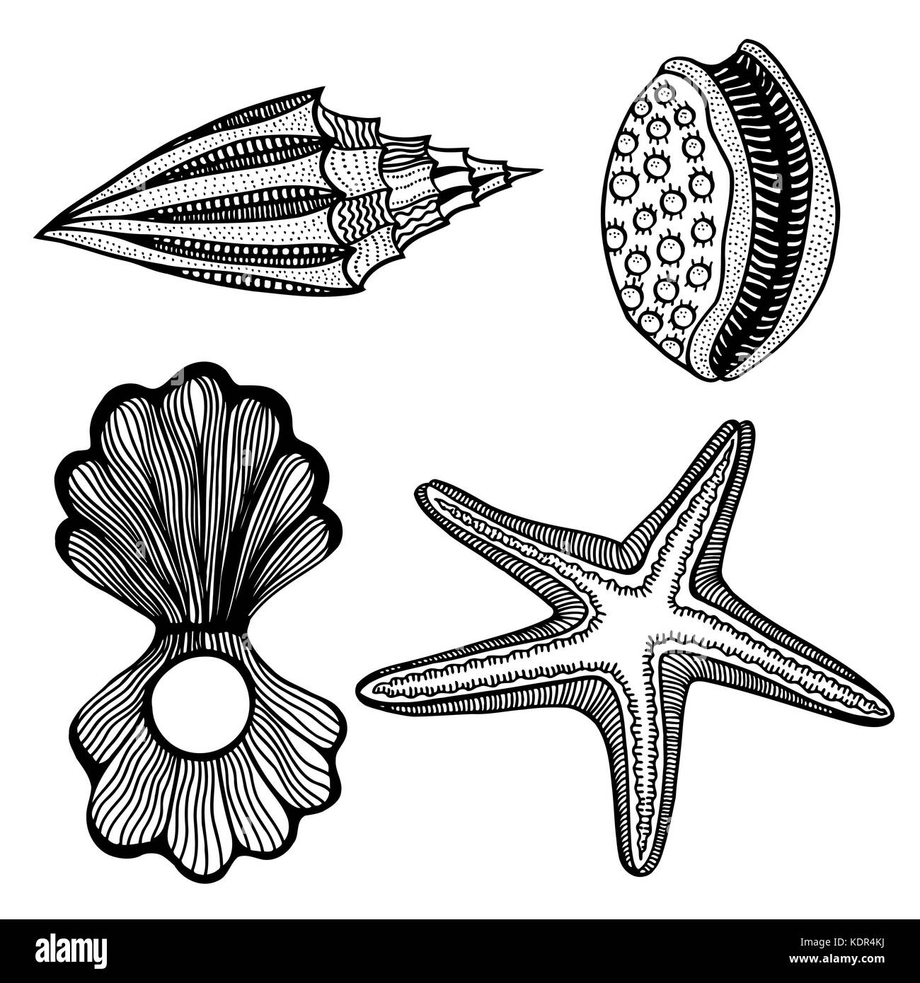 Satz von monochromen Schalen und Stern. Hand gezeichnet Vector Illustration Stock Vektor