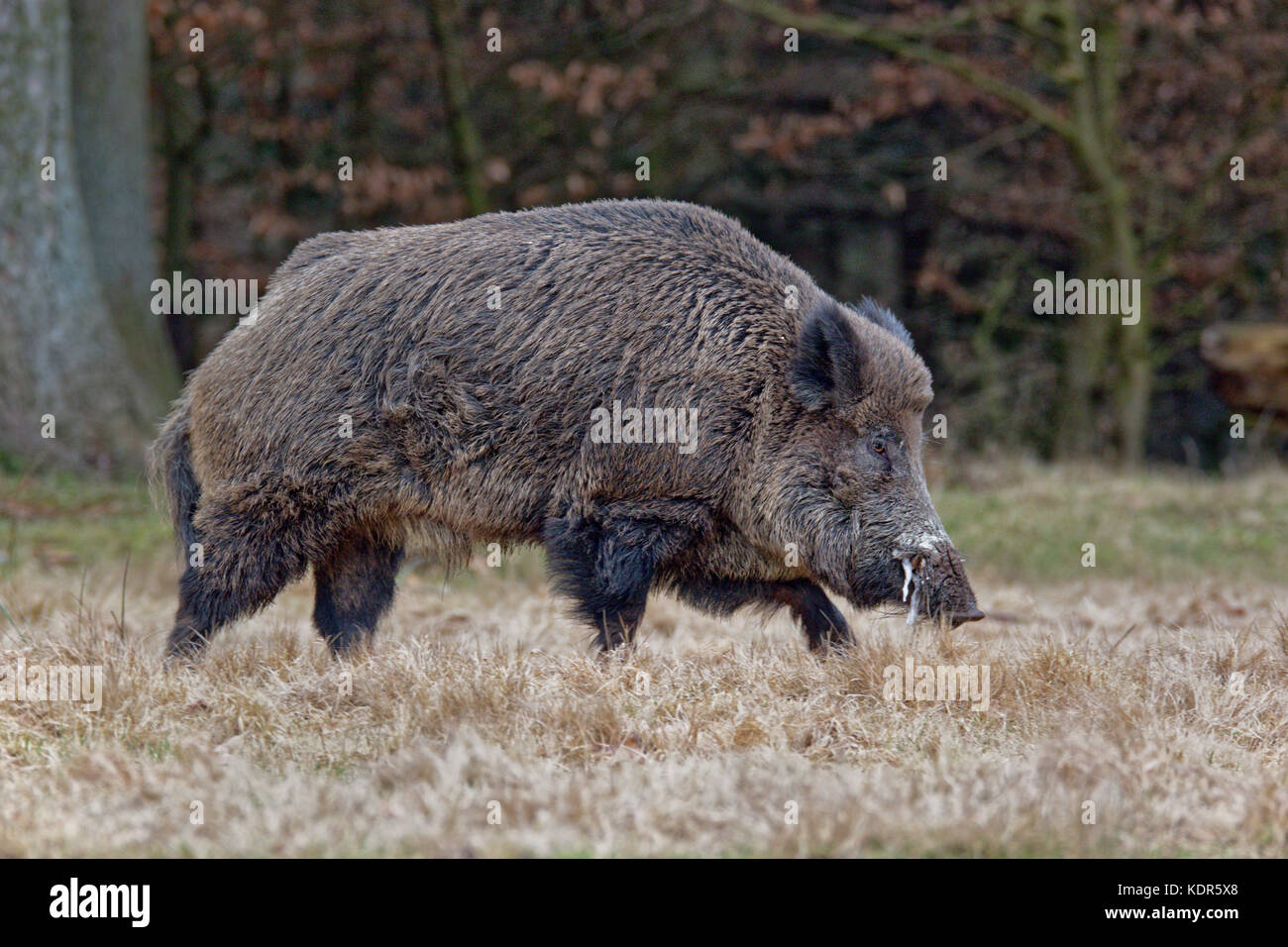 Wildschwein (Sus scrofa), Stoßzäher, Schleswig Holstein, Deutschland, Europa Stockfoto